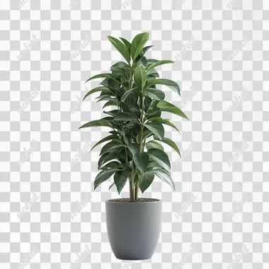 tall potted plant on white background photorealistic