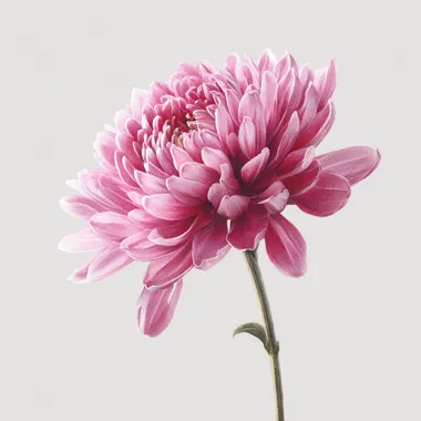 A pink chrysanthemum flower with delicate petals in a detailed pastel pencil drawing style, set against a white background and isolated from the edges of the page, positioned at an angle.