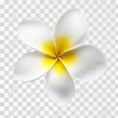 A single Frangipani flower in full bloom, delicate petals with soft gradients of white and yellow, highly detailed and sharp focus, set against a clean, pure white background, studio photography style, soft natural lighting, ultra-high resolution