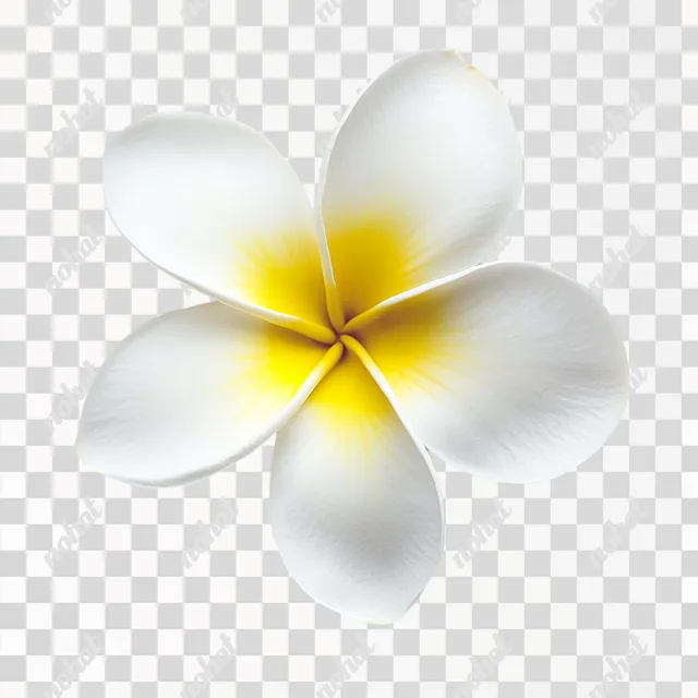 Delicate Frangipani: A Study in Blossoms and Light