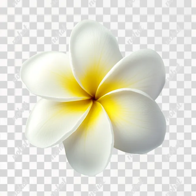 Delicate Frangipani Blossom: A Study in Floral Elegance