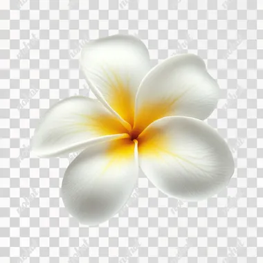 A single Frangipani flower in full bloom, delicate petals with soft gradients of white and yellow, highly detailed and sharp focus, set against a clean, pure white background, studio photography style, soft natural lighting, ultra-high resolution