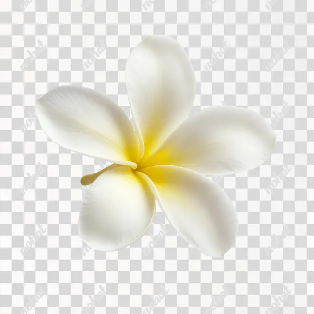 Delicate Frangipani Blossom: A Study in Natural Elegance