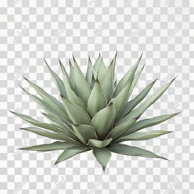 Create a highly detailed photo of a large agave plant with long, pointed leaves, each leaf showcasing sharp edges and a soft green hue. The texture of the leaves should reflect the natural lines and patterns unique to the agave, with a slightly dusty appearance typical of a succulent. The plant should be depicted in a realistic style, isolated on a white background, emphasizing its elegant and formidable structure