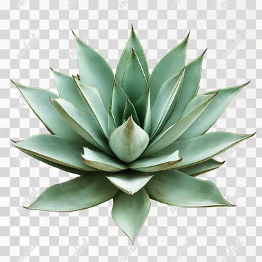 Create a highly detailed photo of a large agave plant with long, pointed leaves, each leaf showcasing sharp edges and a soft green hue. The texture of the leaves should reflect the natural lines and patterns unique to the agave, with a slightly dusty appearance typical of a succulent. The plant should be depicted in a realistic style, isolated on a white background, emphasizing its elegant and formidable structure