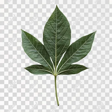 isolated single cassava leaf
