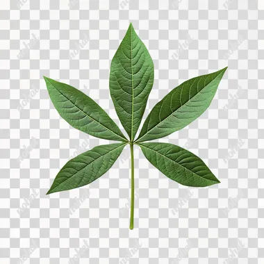 isolated single cassava leaf
