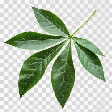isolated single cassava leaf