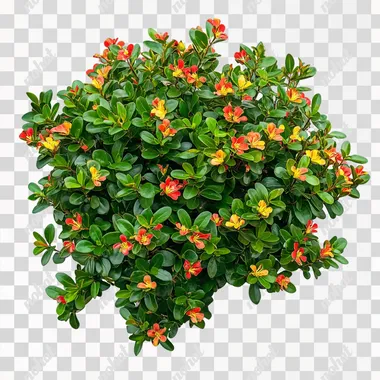 Shrub with small red and yellow flowers, green leaves on a white background, cut out as a PNG file with a transparent background. This flowering shrub is a winning stock photo for garden or landscaping design elements, in high resolution. The photo was taken with a Canon EOS R with a 35mm f/1.8 lens, f/2.2 aperture, shutter speed of 1/200 sec and ISO 100 in natural light. The image is hyper-realistic, ultra-detailed, UHD, color correction, HDR, color grading, hyper-realistic CG animation, HDR