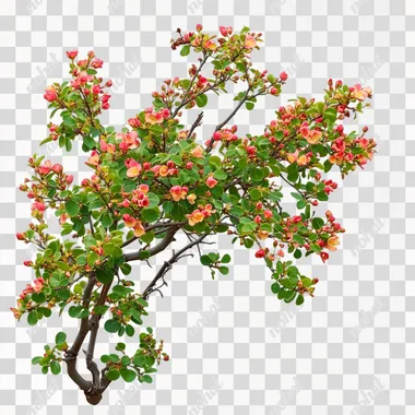 Shrub with small red and yellow flowers, green leaves on a white background, cut out as a PNG file with a transparent background. This flowering shrub is a winning stock photo for garden or landscaping design elements, in high resolution. The photo was taken with a Canon EOS R with a 35mm f/1.8 lens, f/2.2 aperture, shutter speed of 1/200 sec and ISO 100 in natural light. The image is hyper-realistic, ultra-detailed, UHD, color correction, HDR, color grading, hyper-realistic CG animation, HDR