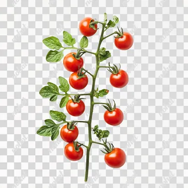 Fresh delicious tomatoes on a branch with green leaves isolated on white