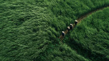 Blowing through the green wheat field, scarecrows in the wheat field, top view, Chinese rural style, green grassland background film stills, real shots, rich details and super high resolution. -