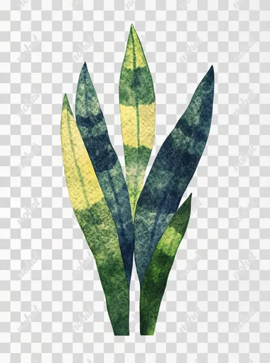 The illustration of the snake plant on a white background, in a hand-drawn style, with simple watercolor, light green and dark blue tones, simple lines, and a hand-drawing texture, on a white background, resembling children's book illustrations or woodcut prints, with high-definition resolution, high quality, high detail, high sharpness, high contrast, and high-quality photography.