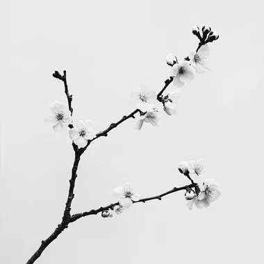 image branch sakura realism black and grey high contrast