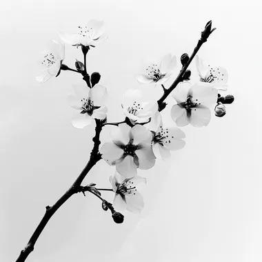 image branch sakura realism black and grey high contrast