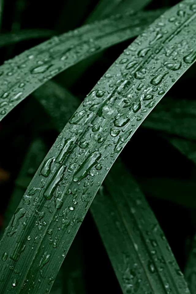 Close-Up of Fresh Green Leaves with Raindrops