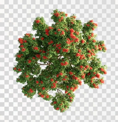 A top-down view of an entire realistic green tree with red flowers against a white background without shadows, in the style of no artist.