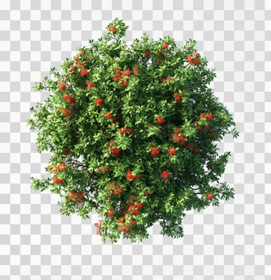 A top-down view of an entire realistic green tree with red flowers against a white background without shadows, in the style of no artist.