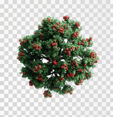 A top-down view of an entire realistic green tree with red flowers against a white background without shadows, in the style of no artist.