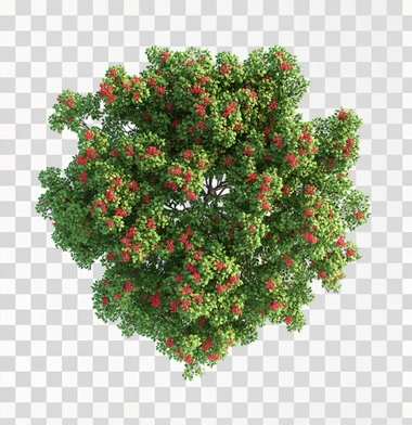 A top-down view of an entire realistic green tree with red flowers against a white background without shadows, in the style of no artist.