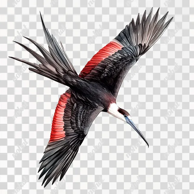 Majestic Frigatebird in Flight: A Realistic Illustration