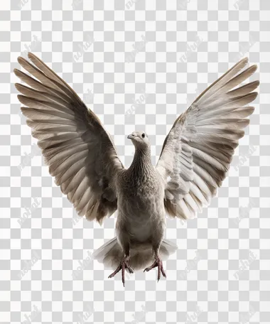 Bird with big open wings on white background  rofile ee8bog3