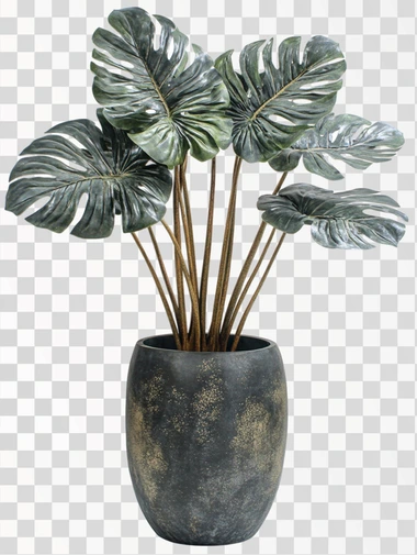 A monstera plant in a grey flowerpot, isolated in white background
