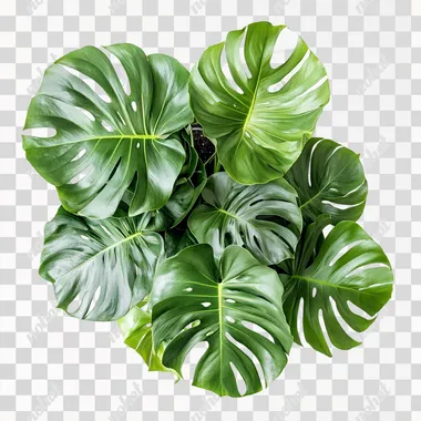 monstera houseplant top view on isolated white background