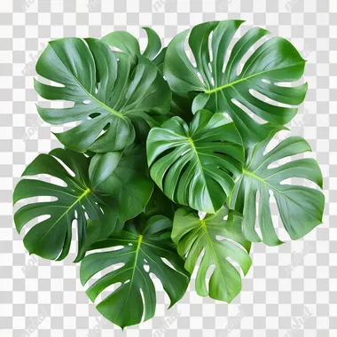 monstera houseplant top view on isolated white background