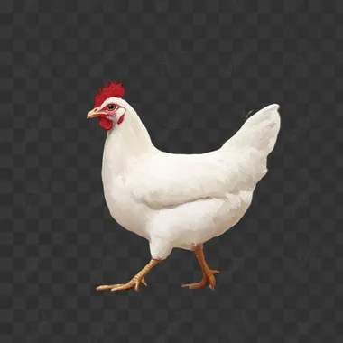 white chicken facing forward walking, painted style on a white background