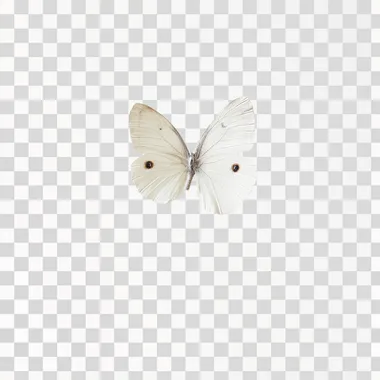 Wild Butterfly flying in white background