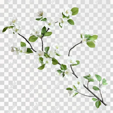 Real pear blossom branches with leaves and pear blossoms