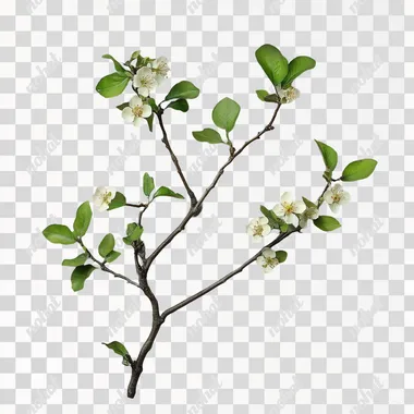 Real pear blossom branches with leaves and pear blossoms