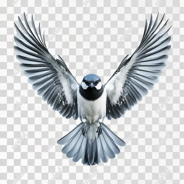 photo of bird with wings spread directly out to the sides, frontal view, symmetrical, high res, isolated background