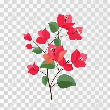 Vector illustration of bougainvillea, red bougainvillea, simple graphics, simple color blocks, vector, pure white background   pocp43m