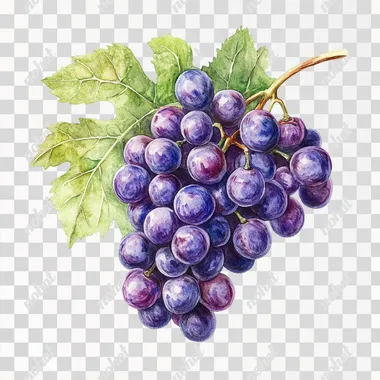 realistic watercolor minimalist botanical of Grapes , white background