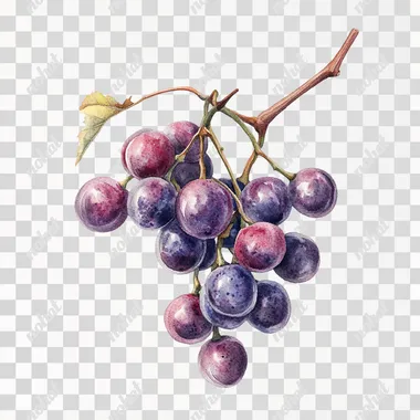 realistic watercolor minimalist botanical of Grapes , white background