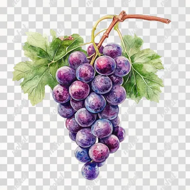 realistic watercolor minimalist botanical of Grapes , white background