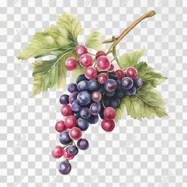 realistic watercolor minimalist botanical of Grapes , white background