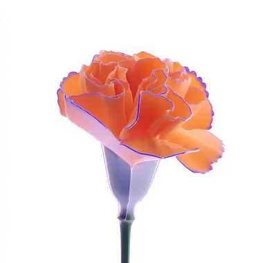 A high-resolution photo of translucent glass-like orange carnation flower (#FF4F12), delicate and detailed. white solid background.     rofile ede4sjg u3uoq2y