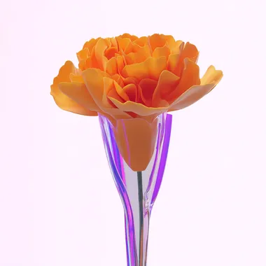 A high-resolution photo of translucent glass-like orange carnation flower (#FF4F12), delicate and detailed. white solid background.     rofile ede4sjg u3uoq2y