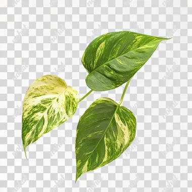 pothos leaves, white background