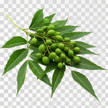 Azadirachta indica (Neem) green leaves with fruits