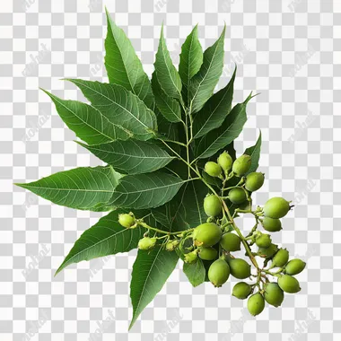 Azadirachta indica (Neem) green leaves with fruits