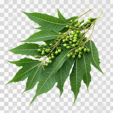 Azadirachta indica (Neem) green leaves with fruits