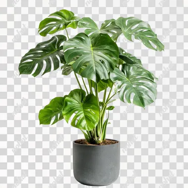 monstera plant, white background