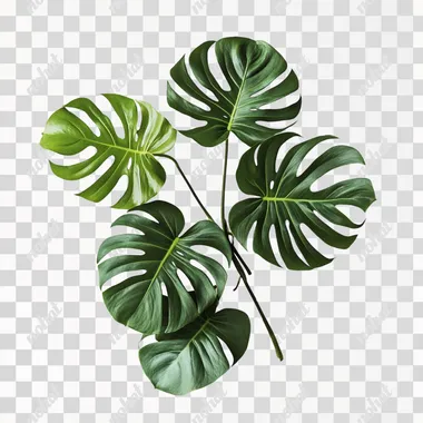monstera plant, white background