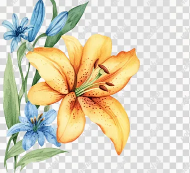 Watercolor, orange and yellow lily flower with blue wildflower clipart on the left side of the page border frame, solid white background, vintage style.