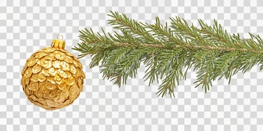 a beautiful magnificent golden decorated Christmas tree ball hanging on a magnificent vibrant green fir branch, isolated over white background