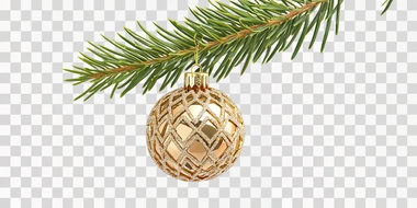 a beautiful magnificent golden decorated Christmas tree ball hanging on a magnificent vibrant green fir branch, isolated over white background